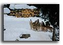 175-MH0124-loup-canis-lupus-parc alfa